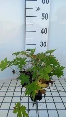 Obrázok produktu pre 6 x Geranium psil. 'Red Admiral' - Žeriavovník - kvetináč 9 x 9 cm