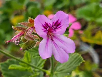 Image de Pelargonium betulinum / Géranium au parfum de camphre