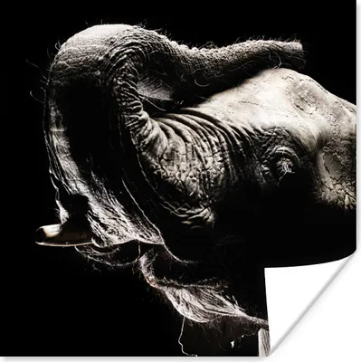 Produktbild von MuchoWow® Poster Elefant in Schwarz und Weiß 50x50 cm - Wohnzimmerdekoration