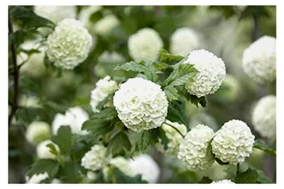 Produktbild von Viburnum opulus 'Roseum' 60–100 cm – Winterhart, mehrjährig, pflegeleicht – Gefüllter Schneeball – Heckenpflanze für Garten und Sichtschutz