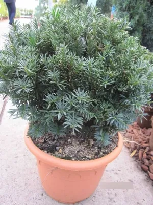 Produktbild von Taxus baccata Hessei Kugel - Kugeleibe Hessei - 20-25
