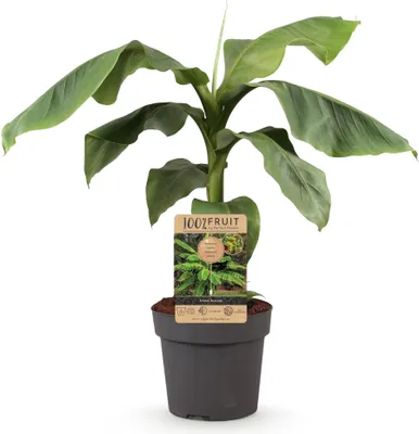 Produktbild von GreenboutiQ - Obstpflanze - Japanische Bananenpflanze Winterhart - Musa Basjoo - Winterhart - Topf 21cm Höhe 70-90cm