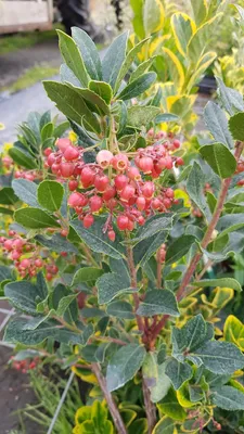 Image de Arbutus unedo 'Rubra' / Arbousier ou Arbre aux fraises à fleurs rouge