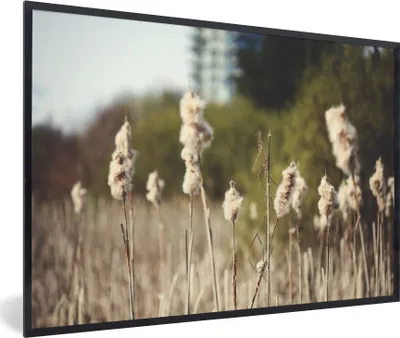 Produktbild von MuchoWow® Gerahmtes Poster Baumwolle - Sonne - Pflanzen 60x40 cm - Poster mit Schwarzem Bilderrahmen Wandposter Rahmen Foto Bilder - Printing - Wanddeko Schlafzimmer