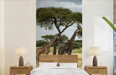 Produktbild von Tapete - Fototapete Giraffen und Zebras zusammen auf der Savanne des Nationalparks Serengeti - Breite 120 cm x Höhe 240 cm