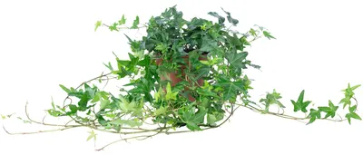 Produktbild von Gemeiner Efeu grün - pflegeleichte Zimmerpflanze, Hedera helix - Höhe ca. 20 cm, Topf-Ø 13 cm
