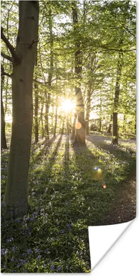 Produktbild von MuchoWow® Poster Wald - Baum - Sonne 20x40 cm - Plakat - Foto