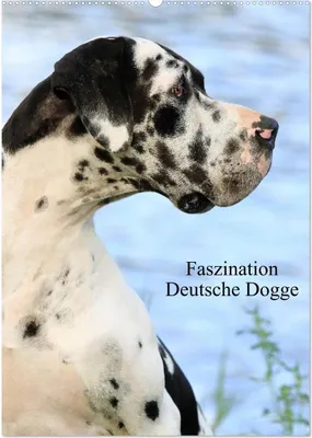 Produktbild von Faszination Deutsche Dogge (Wandkalender 2025 DIN A2 hoch), CALVENDO Monatskalender
