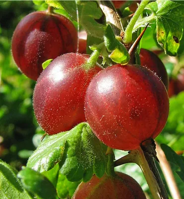 Produktbild von Stachelbeere (Strauch) ´HINNONMAKI RED´ 20-30 cm, Cont. 1,6 l