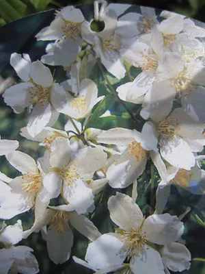 Produktbild von Philadelphus Lemoinei - Duftjasmin - Pfeifenstrauch - 60-100 cm