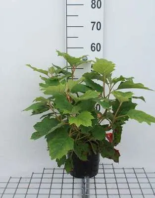 Obrázek produktu pro Hydrangea querc. 'Snowflake' - Hortenzie dubová 30- 40 cm nádoba