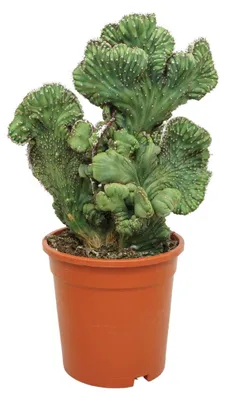 Obrázek produktu pro Kaktus borůvkový, hřebenovitý – Myrtillocactus geometrizans cristata – sloupovitý kaktus – květináč 17 cm