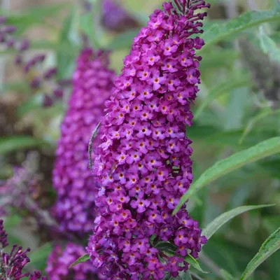 Obrázek produktu pro Buddleja davi. 'Magenta Munchkin' 25-30 cm Motýlí šeřík Letní šeřík - šeřík ostruhatý
