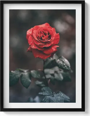 Produktbild von Rote Rosenblüte– Wandbild mit Rahmen – Gerahmtes Bild  – Wanddekoration – 60x80 cm –  Schwarz Rahmen