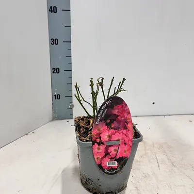 Produktbild von Rosa (PA) 'Pink Blanket' ® - Rose | 10-15 cm im topf