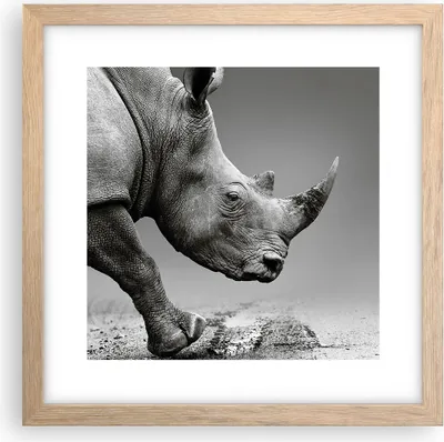 Produktbild von Gerahmtes Poster - Rahmen in heller Eiche - Nashorn Monochrom Tier - 30x30 cm - Wand Bild - Wanddeko - Wandbilder - Kunstposter - Wandposter - Bilderrahmen - Bilder - Kunstdruck - P2NAC30x30-4954