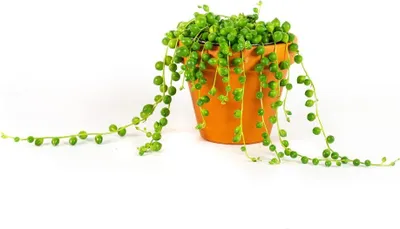 Obrázek produktu pro Gardners Senecio rowleyanus, průměr 6 cm