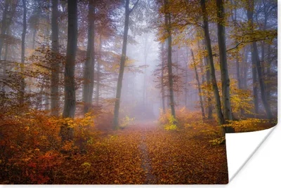 Produktbild von MuchoWow® Poster Weg durch den Wald - Herbst - Nebel - Waldweg - Bäume und Pflanzen - Laub 180x120 cm - Fotoplakat