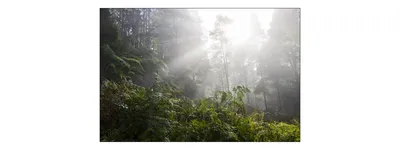 Produktbild von Muralo Fototapete Wald im Nebel 450 (B) x 300 (H) cm cm Vlies Tapete Wandtapeten Bäume Pflanzen Wohnzimmer Schlafzimmer moderne Wandbilder XXL Landschaft Panorama Wand Dekoration