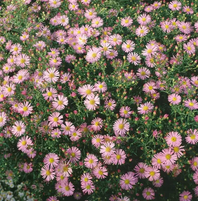 Produktbild von Aster ericoides 'Pink Cloud', Heideastern, rosa, ca. 9x9 cm Topf