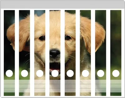 Produktbild von Wallario Ordnerrücken Sticker, selbstklebend für schmale Ordner, 8 Stück, Motiv Süßer Hund - Golden Retriever