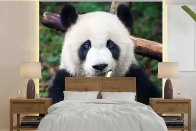Produktbild von MuchoWow® Fototapete für Wohnzimmer oder Schlafzimmer Wandtapete Vinyl Motivtapete Panda - Bambus - Natur - 220x220 cm - Tapeten
