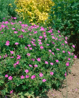 Produktbild von Geranium x oxonianum 'Rosenlicht', Storchschnabel, rosa, ca. 9x9 cm Topf