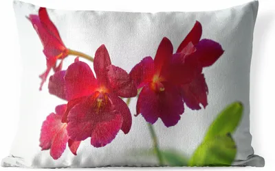 Produktbild von MuchoWow® Outdoor Kissen - Rote Orchideen vor weißem Hintergrund - 50x30 cm - Wetterfest - Lounge Kissen - Sofa kissen - Wohnzimmer Dekoration