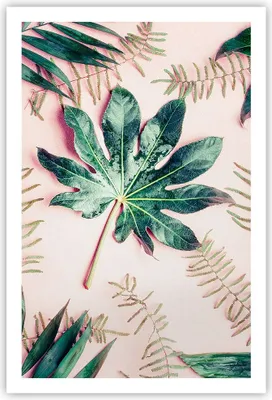Produktbild von Poster - Poster ohne Rahmen - Blatt Tropisch Palme - 61x91,5 cm - Wand Bild - Wanddeko - Wandbilder - Kunstposter - Wandposter - Bilder - Kunstdruck - Wanddekoration - Wandbild - P2XPA61x91-4314