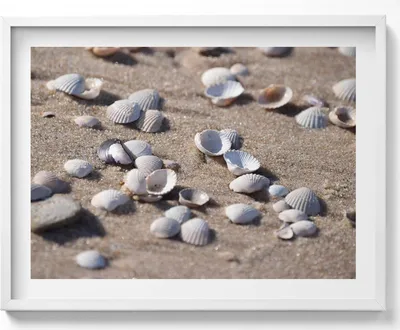 Produktbild von Muscheln am Strand– Wandbild mit Rahmen – Gerahmtes Bild  – Wanddekoration – 80x60 cm –  Weiß Rahmen