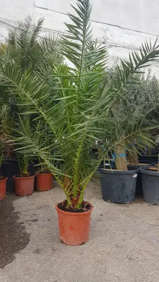 Produktbild von Phoenix Palme XXL Gesamthöhe bis ca. 220 cm Phoenix Canariensis, kanarische Dattelpalme
