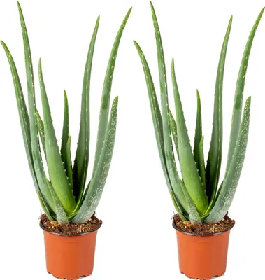 Produktbild von Bloomique - 2er Set - Aloe Vera Pflanze - Zimmerpflanzen - Sukkulenten - Sehr Pflegeleicht - Höhe 35-45 cm - Topf 12 cm