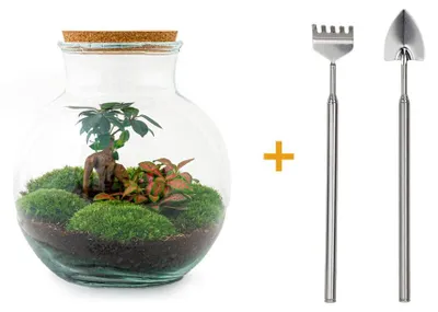 Immagine prodotto di Terrario "Flaschengarten" fai-da-te per piante, alto 27 cm, con bonsai di Ficus, inclusi rastrello e paletta