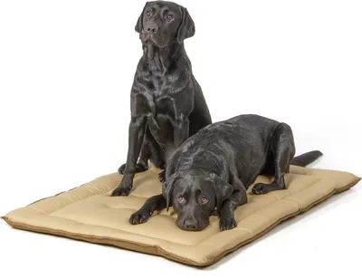 Produktbild von gepolsterte Wendedecke 110 x 80 cm, beige/braun bei 95°C waschbar für Hunde