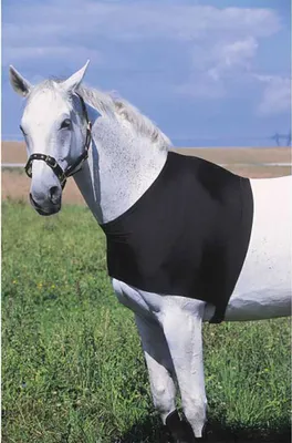 Image de Protection d'épaule Equithème