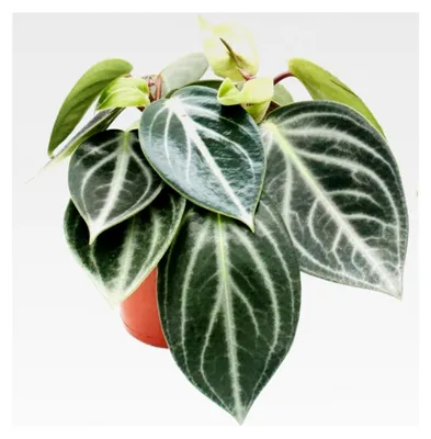 Produktbild von Peperomia sarcophylla - Zwergpfeffer - im 15 cm Topf