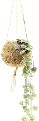 Produktbild von Kokodama – Ceropegia woodii im Kokodama-Topf zum Aufhängen – ca. 15 cm
