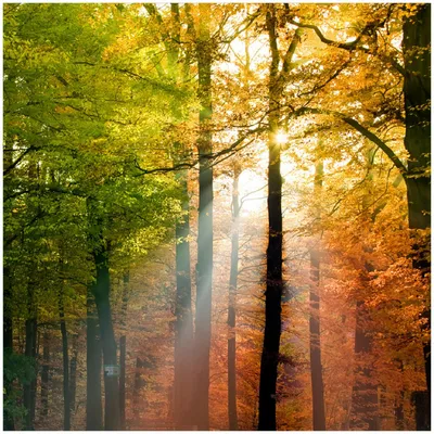 Produktbild von Wallario Premium Glasbild, freischwebende Optik, kräftige Farben, Größe 30 x 30 cm Motiv Sonnenuntergang im Herbstwald