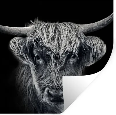 Produktbild von MuchoWow® Wandtattoo Wandsticker Wandaufkleber Schottischer Highlander - Schwarz - Kuh - Tiere 50x50 cm Selbstklebend und Repositionierbar - Selbstklebend - Fototapeten