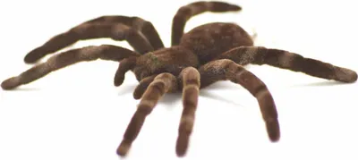 Produktbild von Spinne Kette Halskette Miniblings 80cm Spinnenkette Vogelspinne Halloween