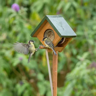 Produktbild von CJ Wildlife Erdnussbutterhaus - Vogelfutterhaus - Holz ( 100%) - braun/grün - für kleine Vögel, verhindert große Futtergäste - Pfahlmontage