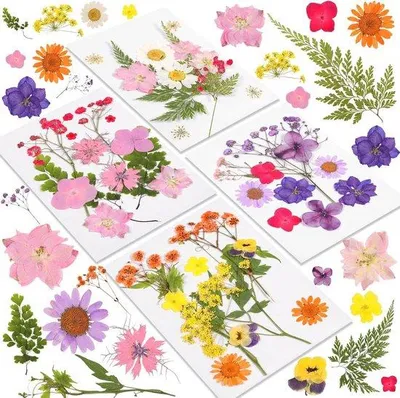 Produktbild von Famanu Set getrocknete gepresste Blumen und Blätter - 240 Stück