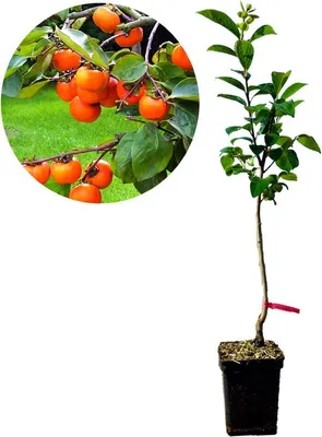 Produktbild von Diospyros kaki 'Cioccolatino' - Sharonfrucht - 2 Liter Topf - 100cm