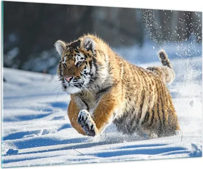Produktbild von Bilder auf glas - tiger tier - 100x70cm - Glasbilder - Wandbilder - Bilder - Kunstdruck - zum Aufhängen bereit - Wanddekoration aus Glas - Glas Bilder - Wandbild auf Glas - Einteilig - GAA100x70-3928