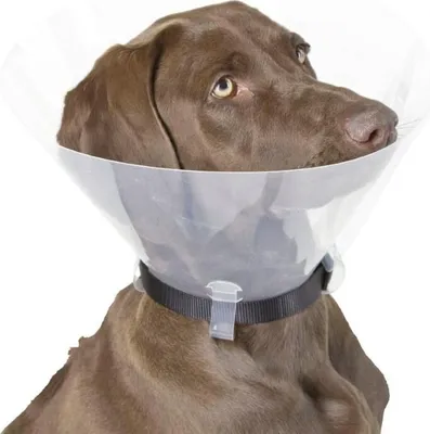 Produktbild von KERBL Schutzhalsband für Hunde, 44 - 50 cm x 25 cm