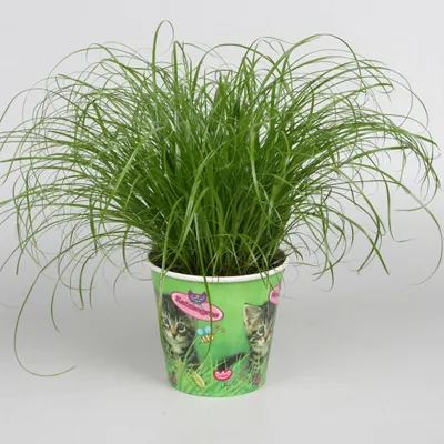 Produktbild von Katzengras 2er Set