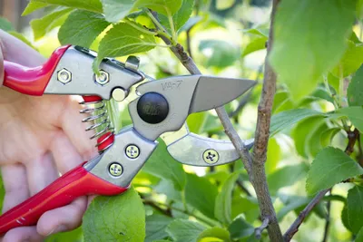 Immagine prodotto di ARS Secateurs professionali Anvil VA-7Z