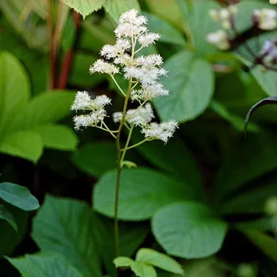 Immagine prodotto di 6 x Foglie di castagno - Rodgersia aesculifolia | Vaso 9cm x 9cm