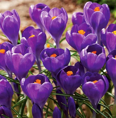 Obrázok produktu pre Kvetinové cibuľky Cibuľky Crocus Veľkokvetý Crocus Blue Ocean 10 ks.