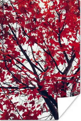 Produktbild von MuchoWow® Poster Ahorn - Blätter - Herbst - Natur 60x90 cm - Wanddekoration